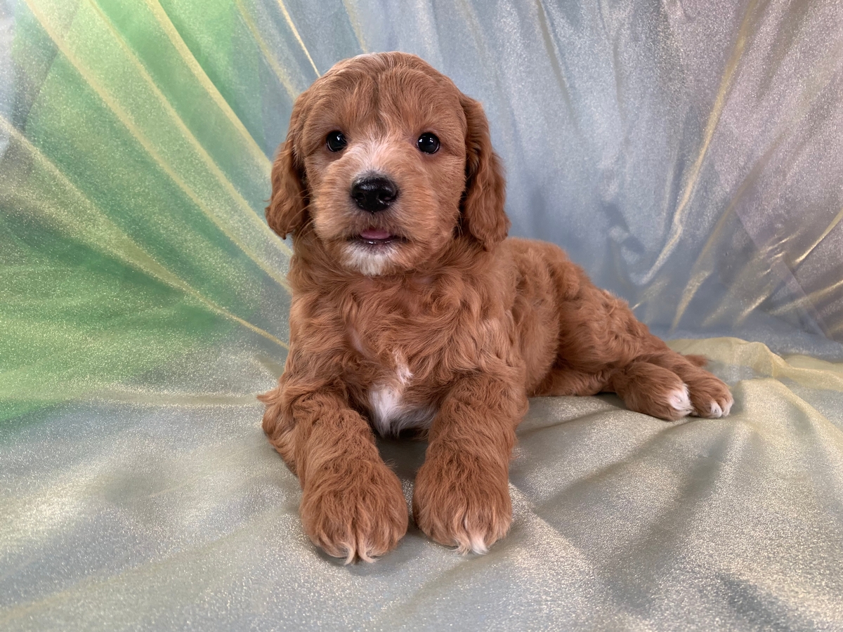 Light Red F1b Male Miniature Goldendoodle Puppy For Sale In Iowa DOB 2021-09-21 $1800